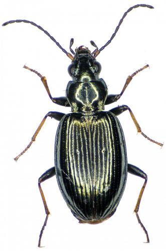 Bembidion geniculatum geniculatum